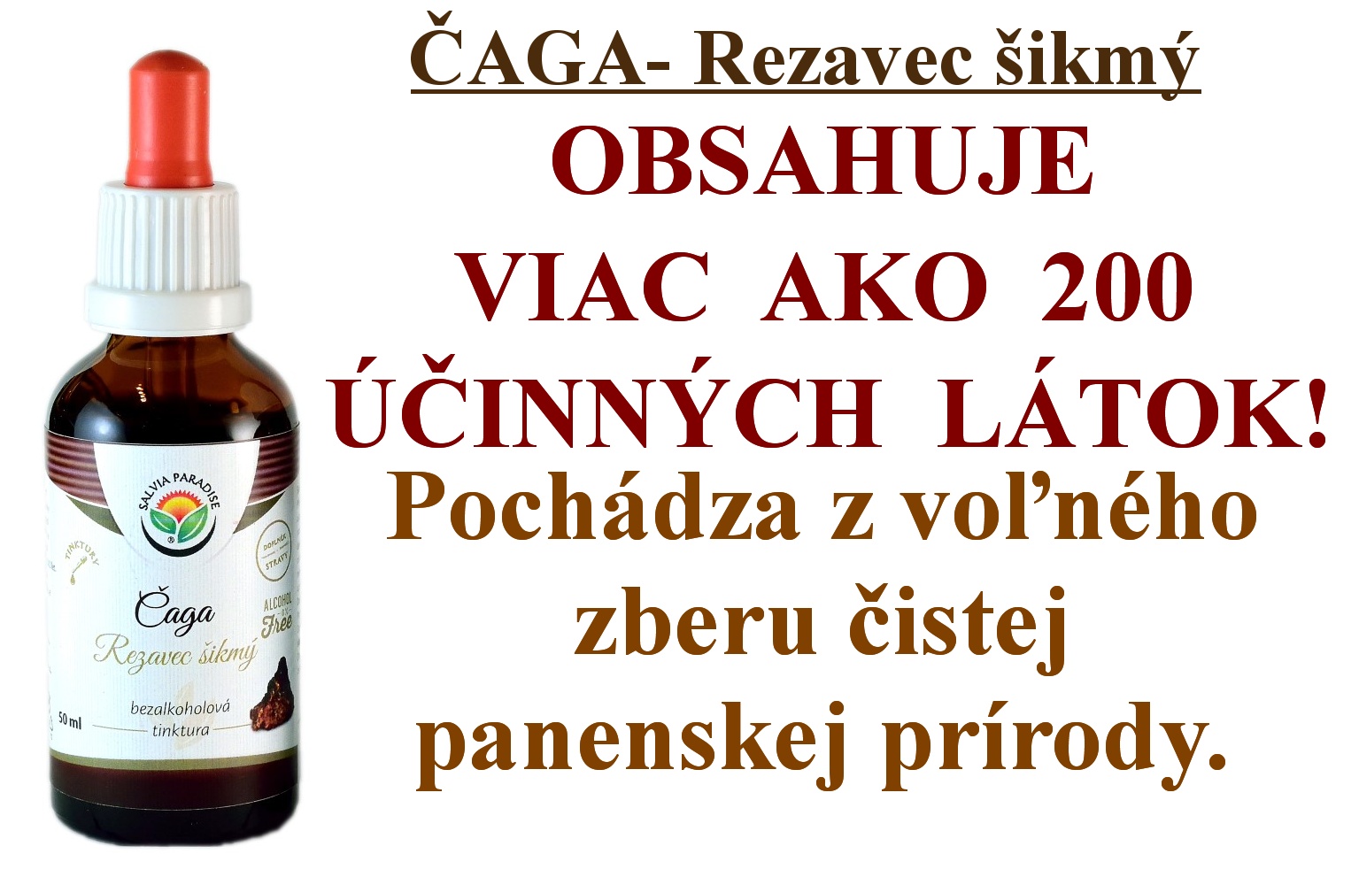 Čaga- Rezavec šikmý
